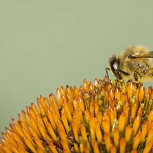 Honeybee - feeding on Echinacea Flower Apis mellifera Essex, UK IN000839