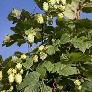 Hops - growing wild in a hedgerow - Wiltshire - England - UK