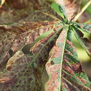 Horse chestnut leaf miner moth - damage to leaf - Wiltshire - England - UK