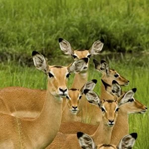 Impala family - Katavi - Tanzania - Africa