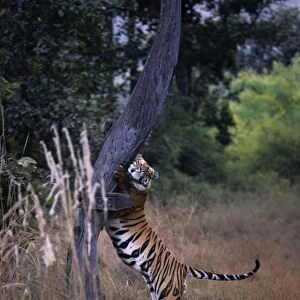 Indian / Bengal Tiger - Claw-marking tree to establish territory Bandhavgarh National Park, India