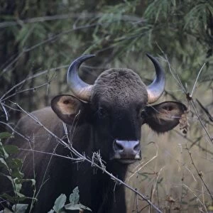 Indian Bison / Gaur - In the Bamboo forest, Kanha National Park, India