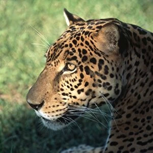 Jaguar FG 12425 Panthera onca © Francois Gohier / ardea. com