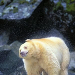 Kermode Black Bear / Spirit Bear shaking off water while fishing for salmon. Princess Royal Island; British Columbia Ma1225