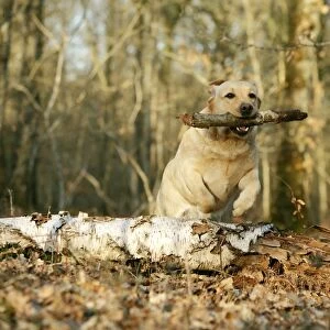 Labrador - jumping over fallen log with stick in mouth