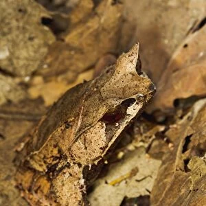 Leaf Frog - close up camouflaged in leaves - controlled conditions 13468