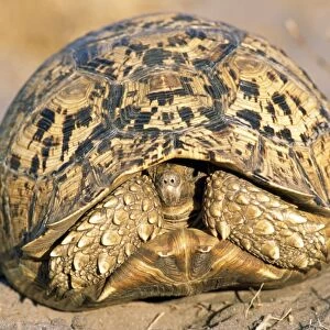 Leopard Tortoise - Botswana - Africa
