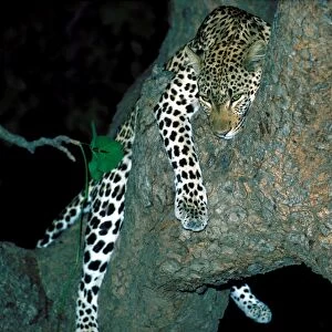 Leopard in tree at night - South Luangwa National Park Zambia