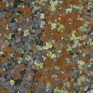 Lichen mosaic on boulder-Cow Green Reservoir Upper Teesdale, Durham UK