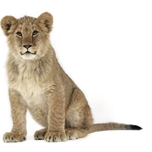 Lion cub (approx 16 weeks old) sitting
