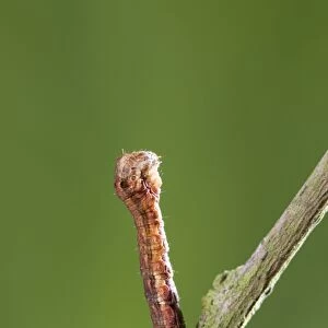 Looper (Geometrid) Caterpillar In twig posture Norfolk UK