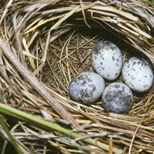 Marsh Warbler - nest with eggs