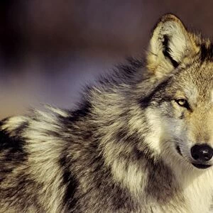 Mexican Grey Wolf, Endangered Species