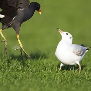 Moorhen - fighting with Black-headed Gull, (Larus ridibundus) Northumberland, England