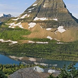 Mountain Goat - nanny and kid lying down overlooking Hidden Lake and Bearhat Mountain in Glacier National Park - Montana - USA - Summer _D3A7224