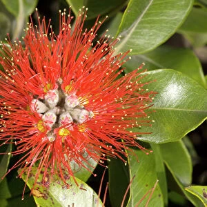 New Zealand Christmas Tree / Pohutukawa in flower. USA