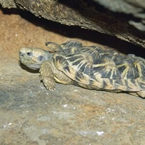 Pancake Tortoise - small flat turtle that takes refuge under rocks. Kenya & Tanzania, Africa
