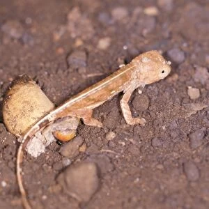 Panther Chameleon - just hatched Madagascar
