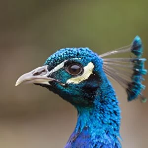 Peacock - male - UK