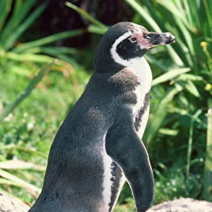 Peruvian / Humboldt Penguin
