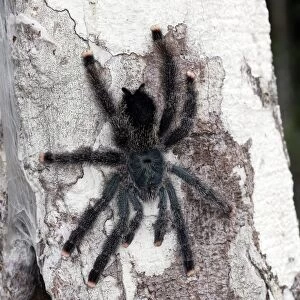 Pinktoe Tarantula - at nest in tree Central Suriname Nature Reserve South America