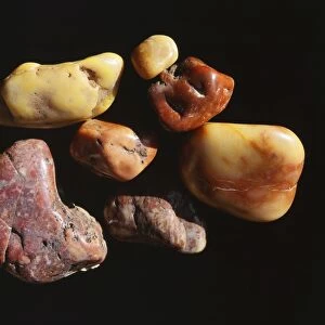 Prehistoric Dinosaur Gastroliths Gizzard stones, collected on the Morrison formation in Colorado, USA
