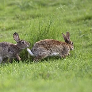 Rabbit - Mating behaviour. France