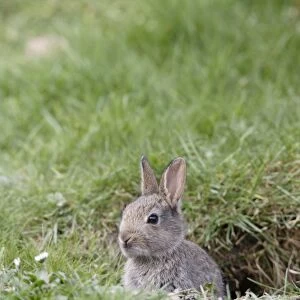 Rabbit - youngster by burrow - Bedfordshire - UK 007207