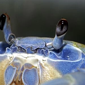 Rainbow Crab / Patriot Crab - shows compound eyes - coastal regions of West Africa