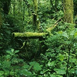 Rainforest DAD 1164 Mixed lush vegetation at Monteverde rain forest reserve, Costa Rica. © David Dixon / ARDEA LONDON