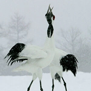 Red-crowned Crane - pair displaying, necks intertwined. In snow Hokkaido, Japan