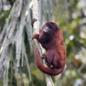 Red Howler Monkey - eating clay Tambopata Nature Reserve Peru