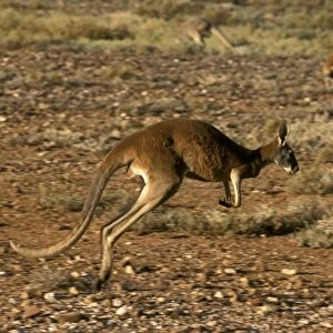 Red Kangaroo - Running across gibber - Western New South Wales, Australia JPF52755