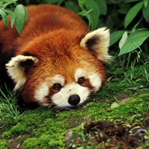 Red/Lesser Panda - Lying on moss. 4Mu67 Wolong Nature Reserve, China