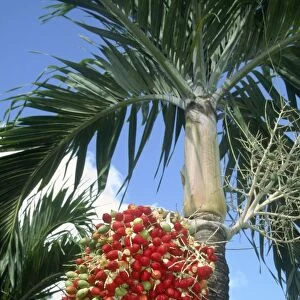 Red Palm Fruits St Lucia West Indies