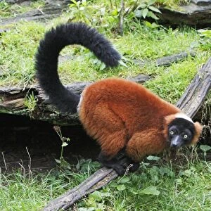 Red Ruffed Lemur - feeding on ground, distribution - Madagascar
