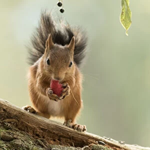 Red Squirrel is eating a raspberry