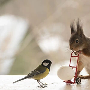 red squirrel and great tit standing with a handtruck with egg