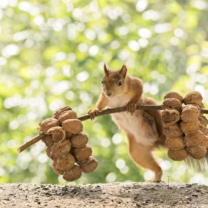 Red Squirrel is lifting walnuts;