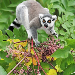 Ring-tailed Lemur - feeding on ripened berries, distribution - Madagascar