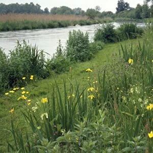 River Itchen - showing bank vegetation & angler's path. Hampshire, UK