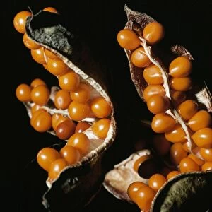 Roast Beef Iris (Gladdon) - capsules & berries