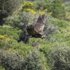 Ruppell's Vulture - juvenile in flight. Tarifa Spain February