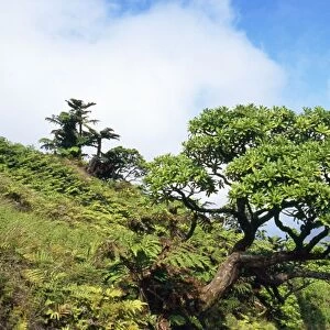 Saint Helena - with Black Cabbage Tree (Melanodendron integrifolium)