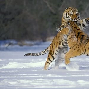 Siberian Tigers TOM 589 Fighting Panthera tigris altaica © Tom & Pat Leeson / ardea. com