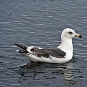 Slaty-backed Gull - on sea - Hokkaido Island - Japan