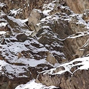 Snow Leopard - camouflaged in wild - Rumbak trans Himalaya - Ladakh - J & K India