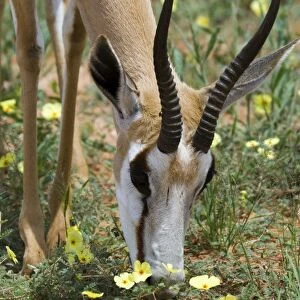 Springbok close-up feeding on dubbeltjie flowers after good rains. Occurs in South West Arid Zone and adjacent dry savanna; southern Angola, Botswana, western and northern South Africa. Kgalagadi Transfrontier Park, Northern Cape, South Africa