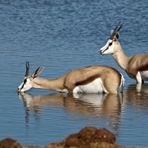 Springbuck - two standing in deep water - one drinking - Etosha National Park - Namibia