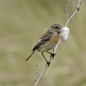 Stonechat- female with nest matrial in bill, Lower Saxony, Germany